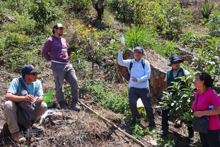 La Libertad: Productores de palta Hass de Cascas reciben asistencia técnica de Chavimochic