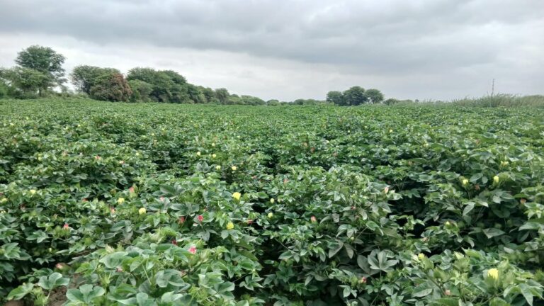 Campaña agrícola 2025-2026 en Piura supera las 272 mil hectáreas instaladas