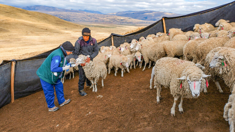 Gobierno culmina entrega de kits veterinarios para proteger a 1.78 millones de ovinos y camélidos