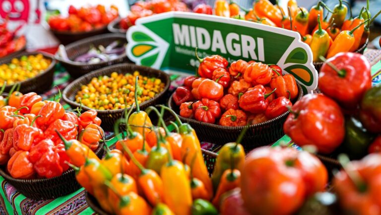 Perú produce más de 200 mil toneladas de ajíes, rocotos y pimientos al año
