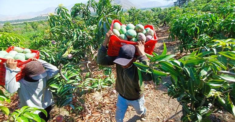 Piura: ejecutarán proyecto de S/ 25 millones para fortalecer producción de mango