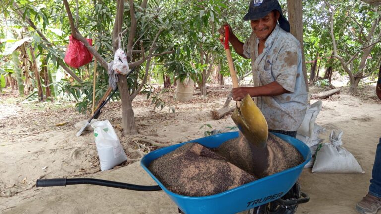 Piura: inician siembra de 2,000 plantones de banano en módulos demostrativos de Serrán