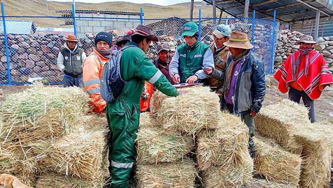 Arequipa: refuerzan protección del ganado y cultivos ante eventos climáticos