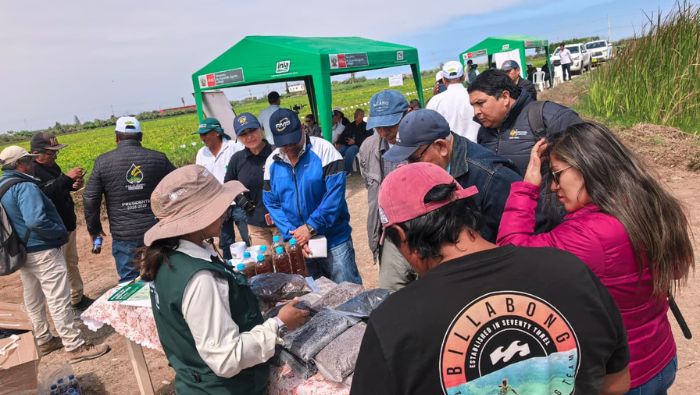 INIA capacita a productores de Arequipa para mejorar la producción de frijol