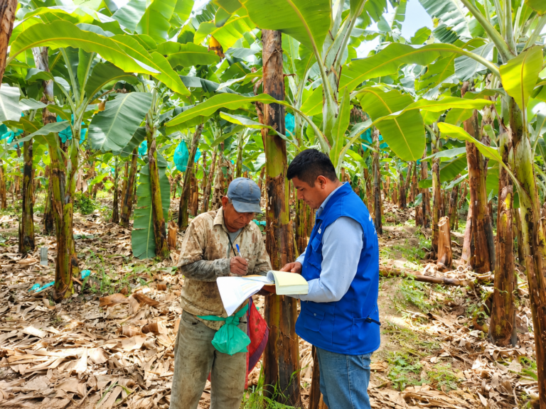 Piura: capacitan a 173 productores para prevenir la dispersión del Fusarium R4T