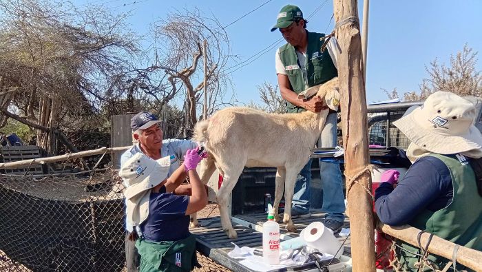 INIA impulsa mejora genética de cabras de productores de Chincha