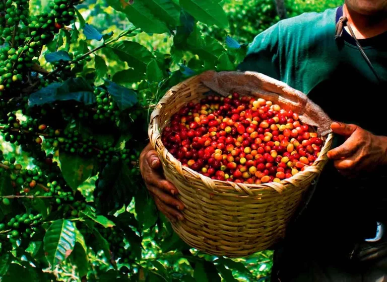 Chanchamayo presenta ruta exportadora para impulsar cafés de especialidad