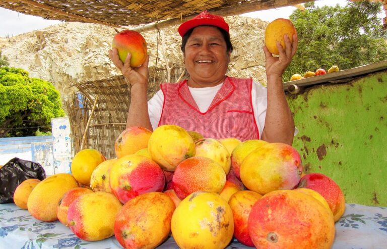Mango de Piura puede convertirse en jugo o pulpa pese a no cumplir estándares de exportación