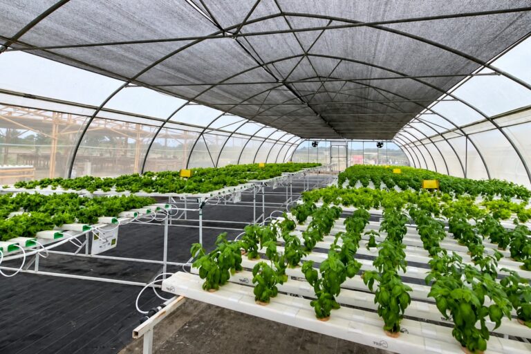 Piura explora nuevas tecnologías agrícolas con hidroponía e invernaderos tecnificados