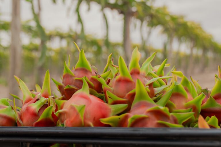 Pitahaya peruana busca ampliar su presencia en los mercados internacionales