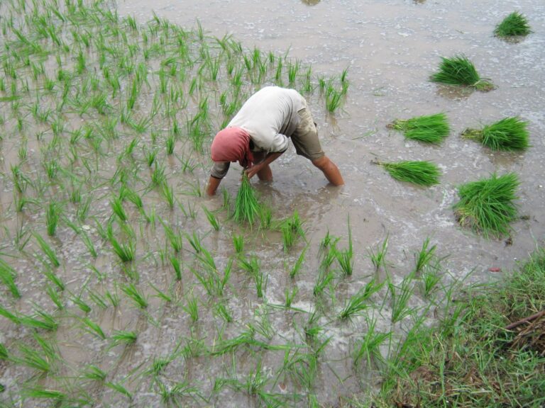 Piura fortalece la prevención agrícola ante un eventual fenómeno de El Niño