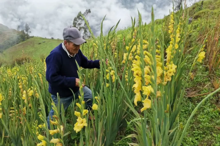 Primavera: Más de 7,000 agricultores cultivan flores en nueve regiones del Perú