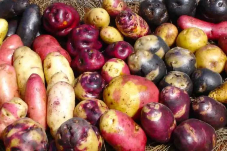 Perú impulsa la papa nativa y busca atraer inversiones para fortalecer su producción