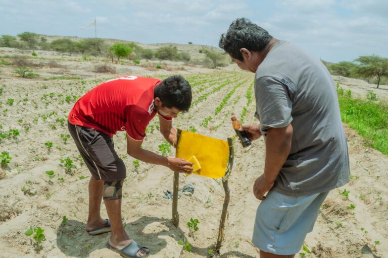 Piura: Productores de Catacaos instalan trampas para controlar plagas en cultivos de soya