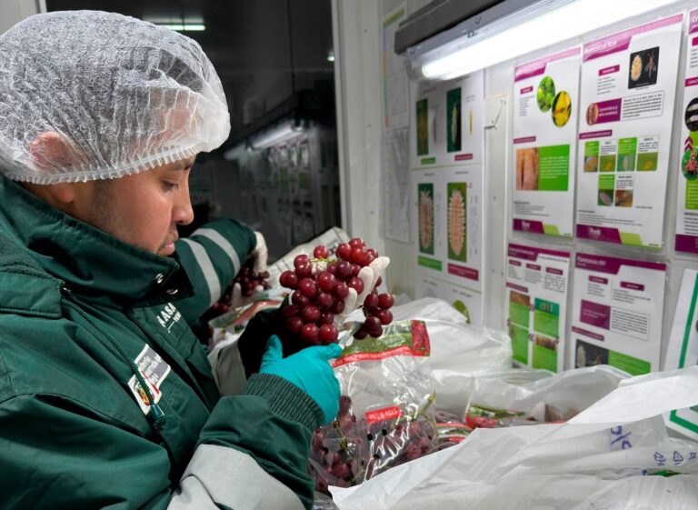 Perú inicia la campaña de exportación de uva 2026-2027 con un envío de 15.580 toneladas a Estados Unidos