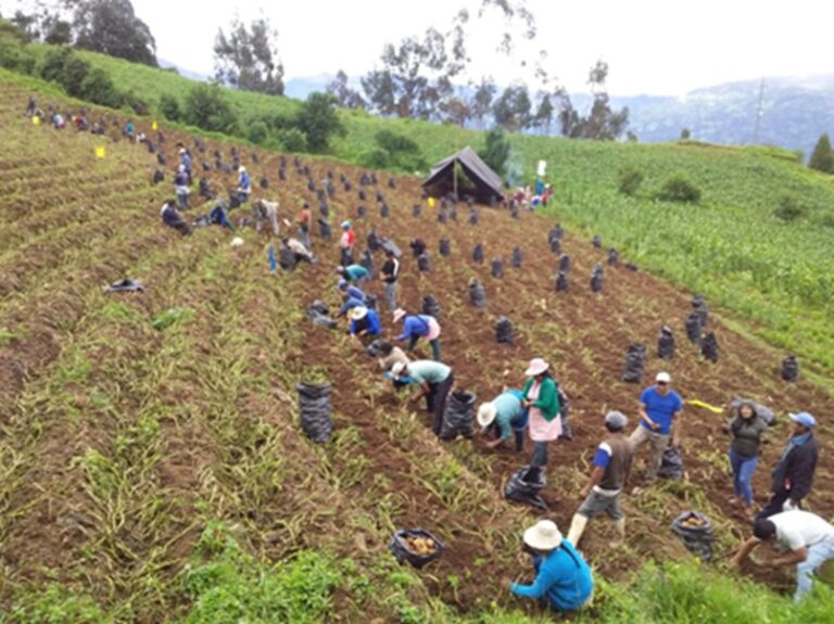 Agricultura de Piura busca implementar sistema de garantía para producción agroecológica