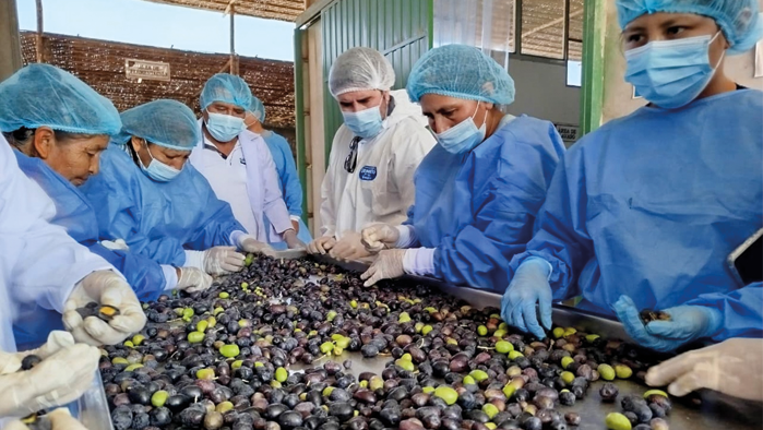 Productores de olivo de Tacna venden 80 toneladas de aceituna negra por S/ 1,2 millones