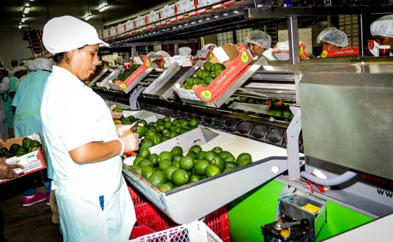 Agroexportaciones pierden ritmo pese al crecimiento de arándanos, uvas y paltas